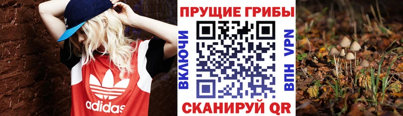 наркота  Пущино  Псилоцибиновые грибы Cubensis 